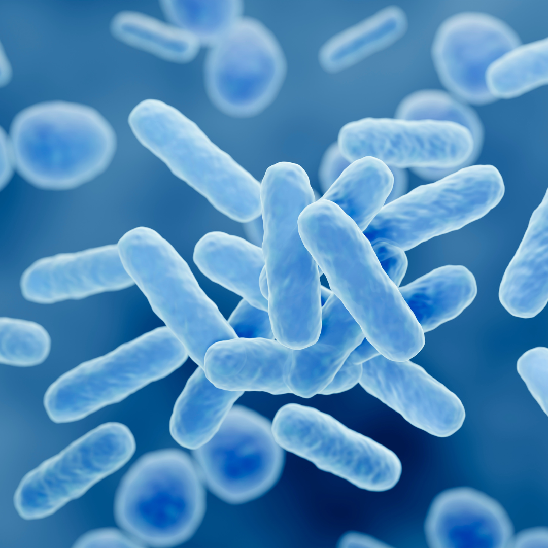 représentation de la flore intestinale